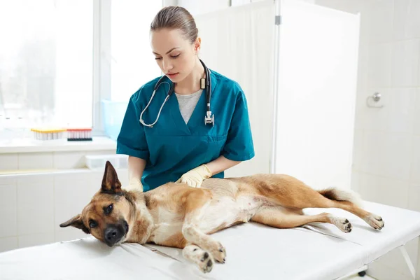 Больной Пес Лежит Медицинском Столе Пока Молодой Ветеринар Осматривает Пациента — стоковое фото