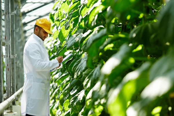 Agrarische Onderzoeker Uniform Bestuderen Van Nieuwe Soorten Komkommers Het Werk — Stockfoto