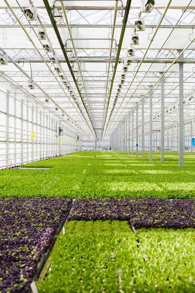 Perspective of lettuce seedlings plantation in glasshouse of modern farm