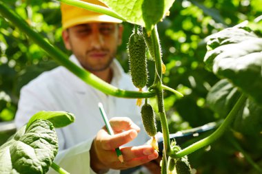 Küçük salatalık sera dallarında asılı dokunmadan Agroengineer
