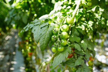 Sera içinde zengin bitki örtüsü yaprakları üzerinde asılı birkaç yeşil domates
