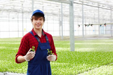 Üniformalı iki küçük tencere ile yeşil marul fidesi çalışmaları sırasında holding eldivenli çiftçi