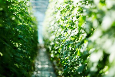 Cotemporary çiftçiler veya agroengineers sera içinde yetişen zengin yeşil bitki örtüsü