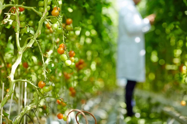 温室で成長する植物の枝に掛かっている赤と緑のトマト — ストック写真