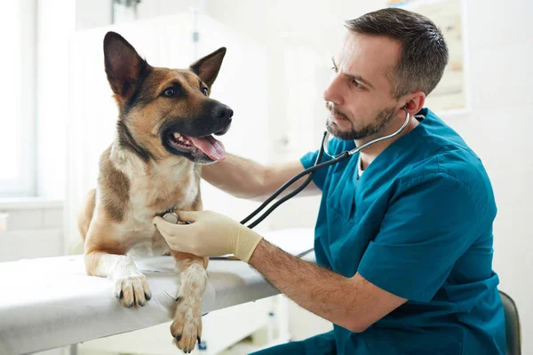 Veterinário Com Estetoscópio Examinando Pedigreed Cão Pastor Marrom Clínica — Fotografia de Stock