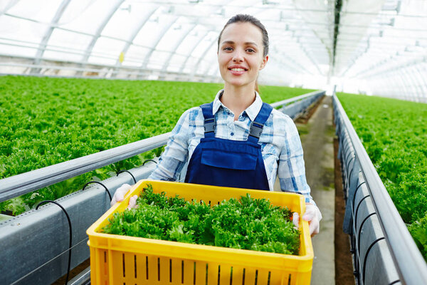 Happy young worker of glasshouse with box of fresh lettuce looking at camera during work