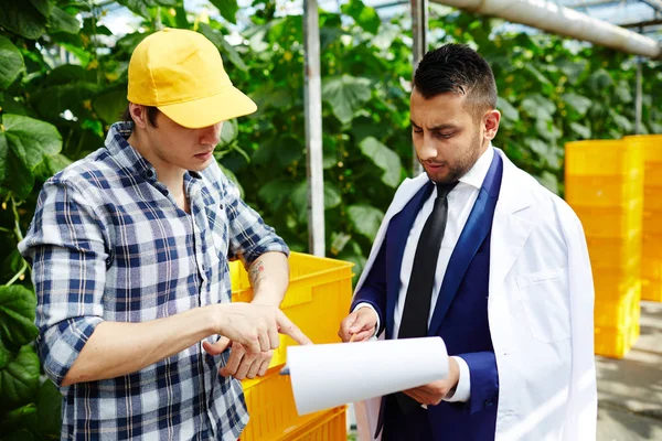 Mitarbeiter Von Gewächshäusern Und Agrarwissenschaftler Diskutieren Aufsatz Über Neue Gemüsesorten — Stockfoto