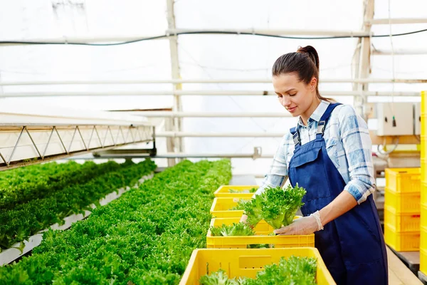 Junge Treibhausarbeiter Uniform Sammeln Salat Von Der Plantage Und Legen — Stockfoto