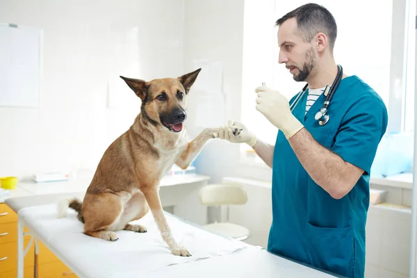 チェック中に羊飼いの犬の足を保持しているプロの獣医師 — ストック写真