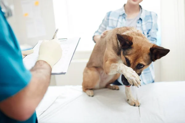 獣医医療ノートを見ながら鼻で彼の足を維持する病気の犬を怖がってください — ストック写真