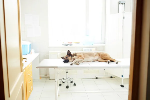 Chien Berger Malade Couché Dans Une Clinique Vétérinaire Attendant Médecin — Photo