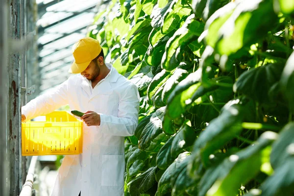 Jovem Agricultor Uniforme Olhando Caixa Plástico Com Pepinos Enquanto Trabalhava — Fotografia de Stock