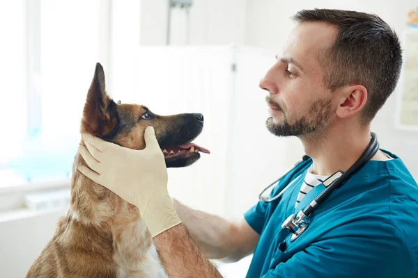 Врач Ветеринар Проверяет Глаза Пушистого Пациента Держа Морду — стоковое фото