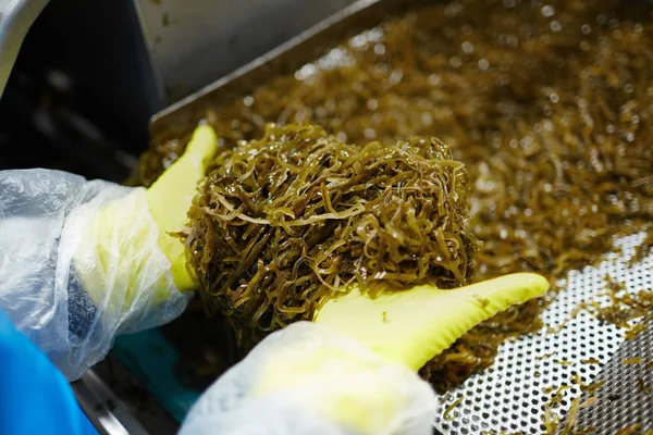 Gehandschoende Menselijke Handen Met Stapel Van Zeewier Salade Klaar Worden — Stockfoto