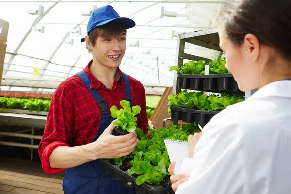 Mladý Zemědělec Ukazující Agro Inženýr Sazenice Nový Druh Zeleného Salátu — Stock fotografie