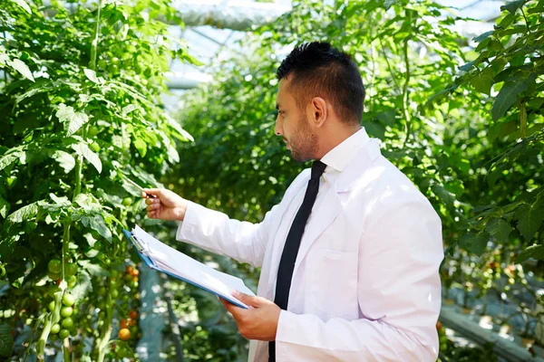 Young hothouse staff learning characteristics of new sort of tomatoes