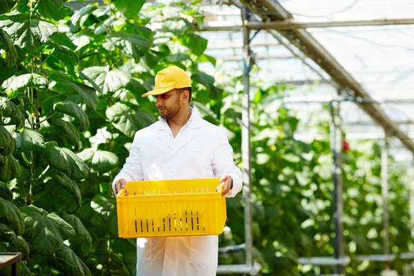 温室工作人员在拿起黄瓜的同时携带新鲜蔬菜的塑料盒 — 图库照片