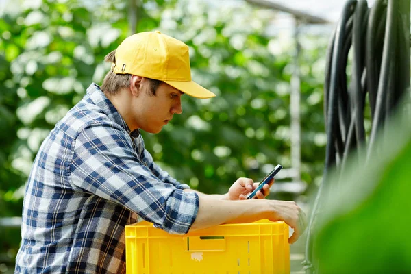 Jovem Agricultor Texto Uniforme Smartphone Enquanto Pega Vegetais Estufa — Fotografia de Stock