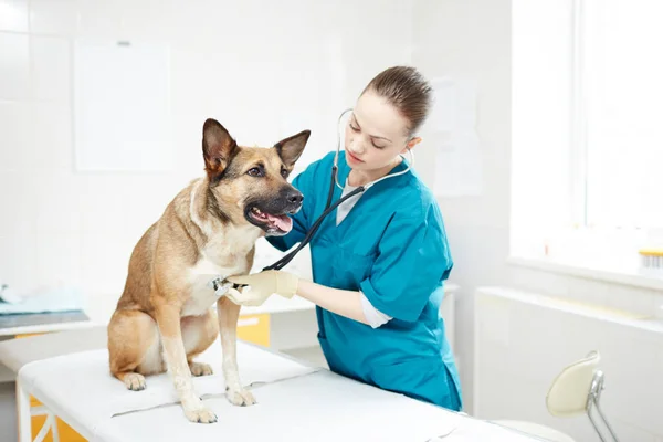 Mujer Joven Uniforme Examinando Perro Con Endoscopio Clínica Veterinaria — Foto de Stock