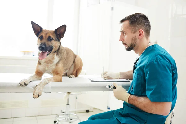 German Shepherd Lying Medical Table While Veterinarian Making Notes Document — Stock Photo, Image
