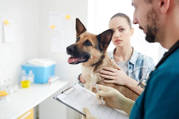 Professional Vet Consulting Owner Sick German Shepherd Appointment — Stock Photo, Image