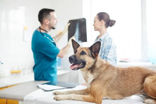 Ill German Shepherd Lying Medical Table While Vet Commenting Its — Stock Photo, Image