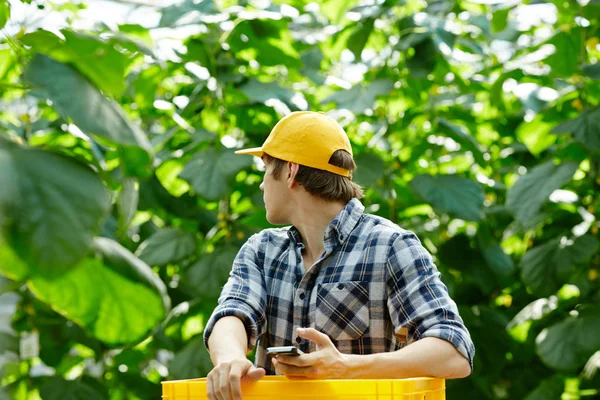 Giovane Staff Hothouse Con Smartphone Box Guardando Indietro Qualcuno Che — Foto Stock