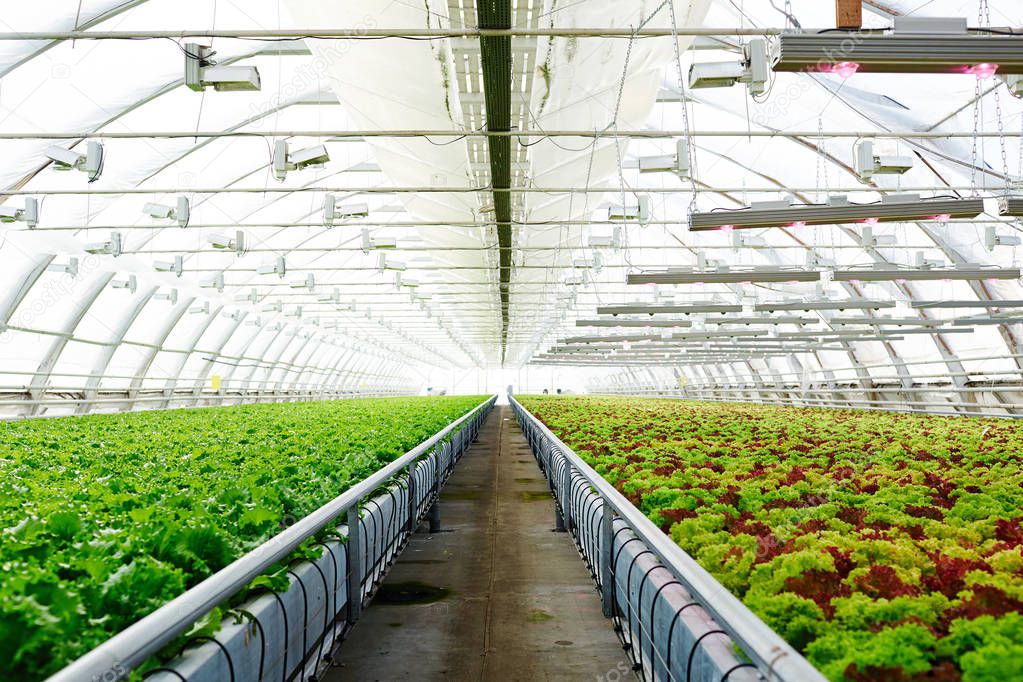 Perspective of long and large glasshouse interior with aisle between two plantations with lettuce of various sorts