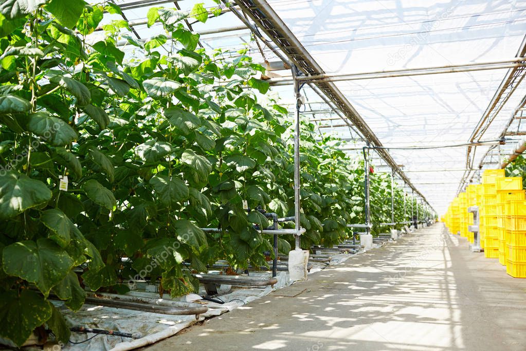 Interior of vast modern hothouse with wide aisle and cucumber vegetation along it