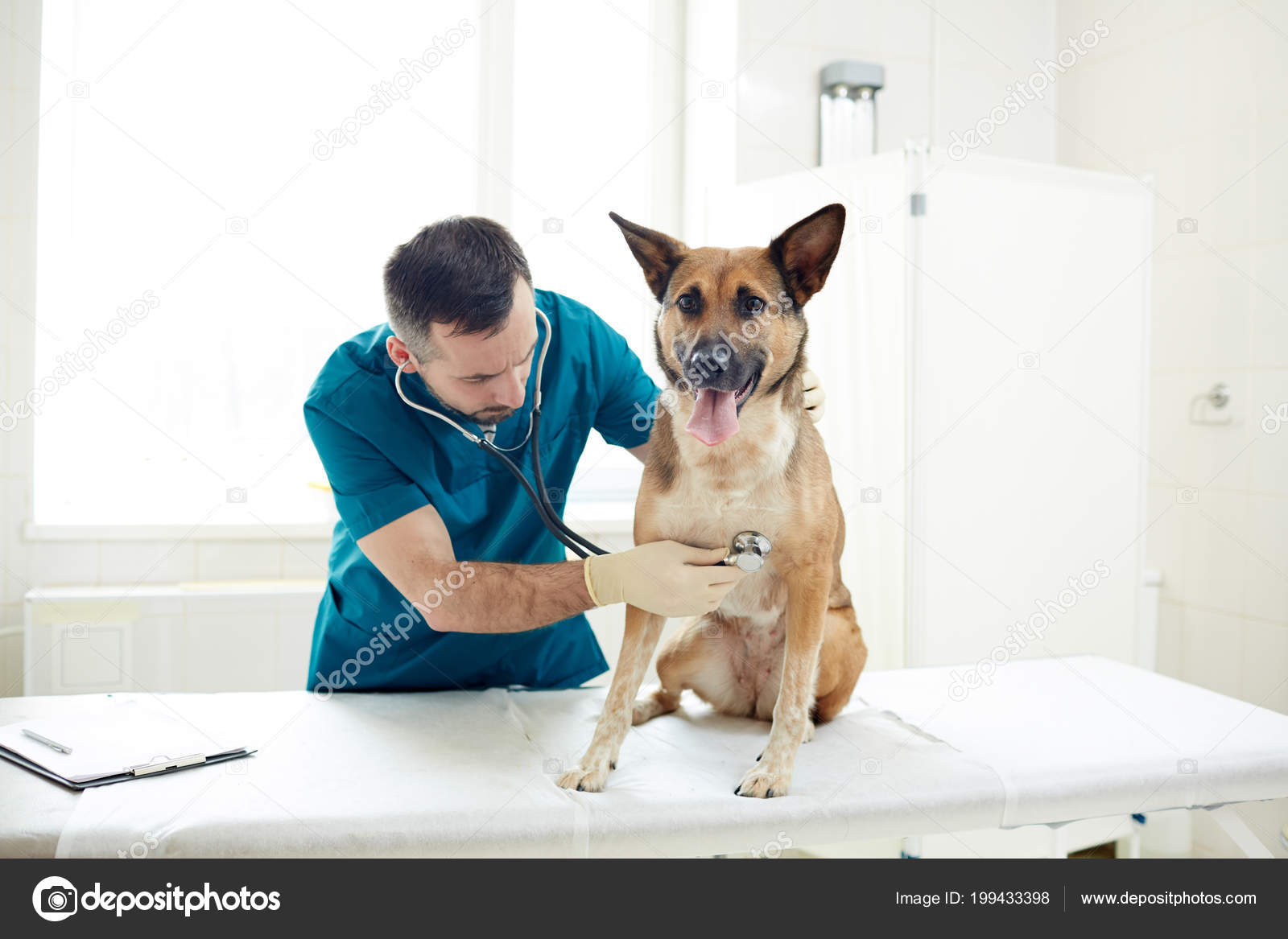 Young Veterinarian Examining Dog Endoscope Appointment — Stock Photo