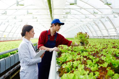 Genç çiftçi ve çiftlik tarafından ayakta ve taze yeşil marul yaprakları glasshouse içinde büyüyen bakarak bilim adamı