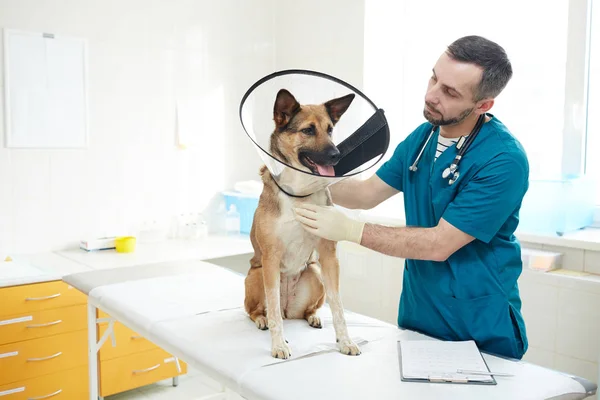 Duitse Herder Met Trechter Rond Hals Met Dierenarts Behandeling Kliniek — Stockfoto