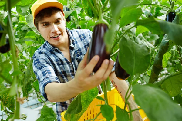 Jovem Agricultor Pegando Berinjelas Maduras Ramos Estufa — Fotografia de Stock