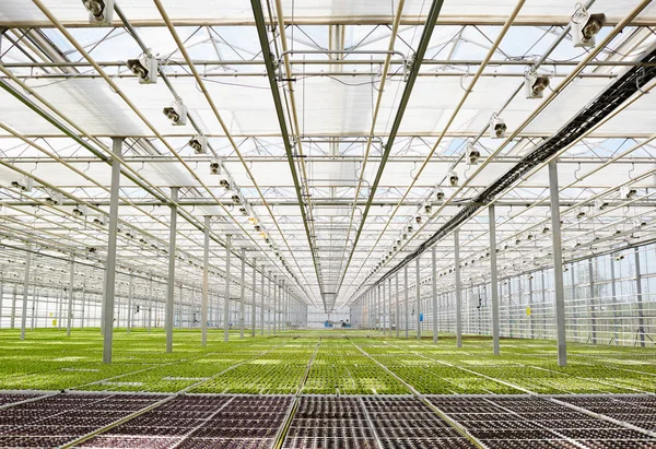 Perspective Long Wide Glasshouse Growing Seedlings Lettuce — Stock Photo, Image
