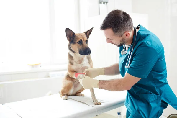 Κτηνίατρος Βάζοντας Επίδεσμο Στο Πόδι Του Γερμανικού Ποιμενικού Στην Κλινική — Φωτογραφία Αρχείου