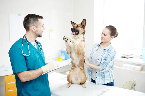 Dankbarer Schäferhund Steht Auf Hinterpfoten Auf Ärztetisch Vor Tierarzt — Stockfoto