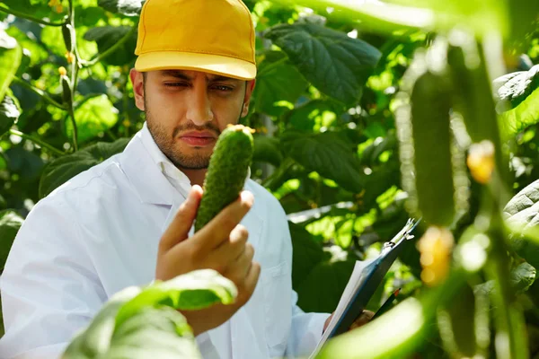 Agroengineer 看不苟在他的手黄瓜在温室工作 — 图库照片