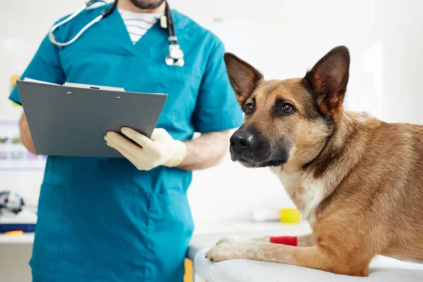 Pastor Alemão Doente Deitado Pelo Veterinário Fazendo Anotações Documento Médico — Fotografia de Stock