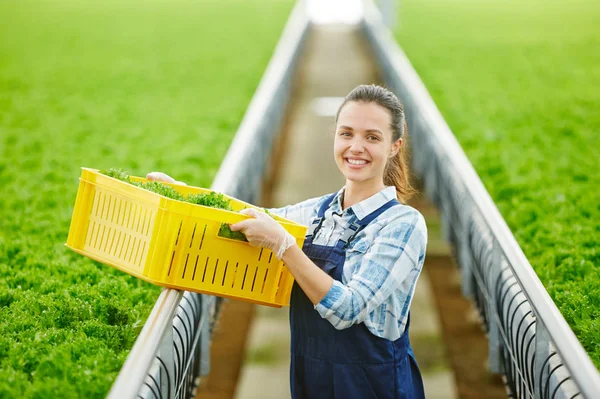 年轻的微笑的女性在衬衫和工作服持有塑料盒与新鲜的绿色生菜在温室 — 图库照片