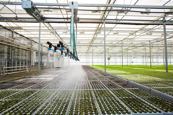 Sistema Irrigação Estufa Moderna Pulverizando Água Brotos Plantas — Fotografia de Stock