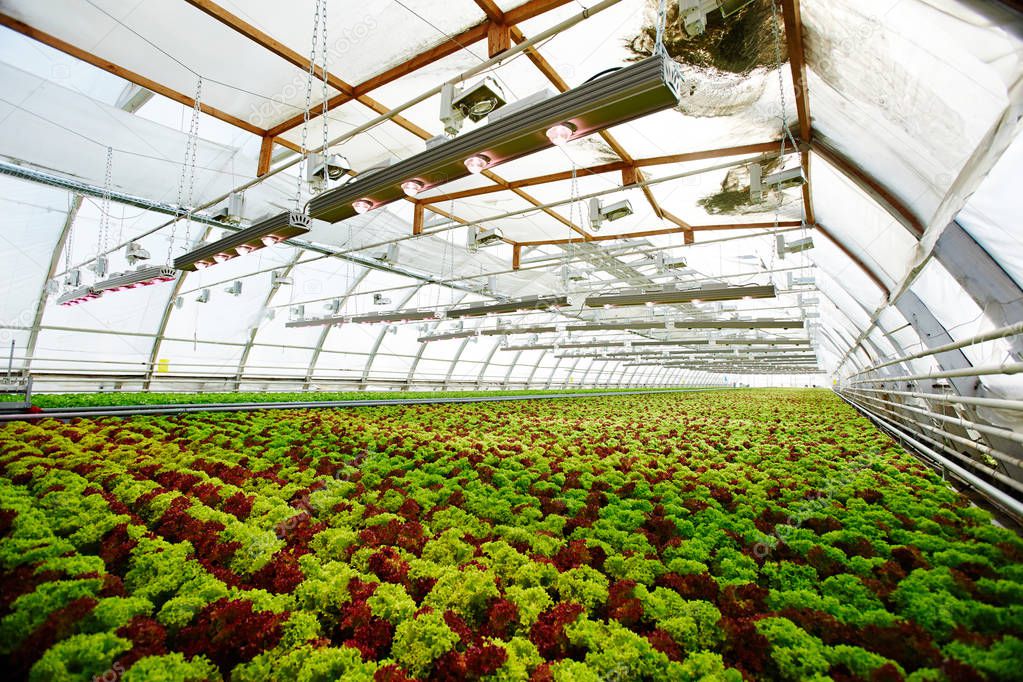 Perspective view of long plantation with growing lettuce heads of green and brown colors in glasshouse
