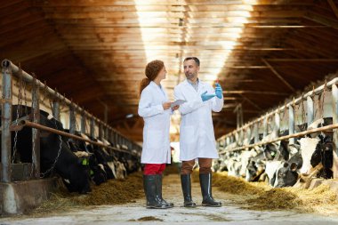 İneklere aşı çekimi yapan çiftlikte çalışan laboratuvar önlükleri giyen iki veterinerin tam uzunlukta portresi, kopya alanı