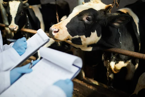 Eine Der Milchkühe Stall Schaut Auf Einen Professionellen Landwirt Der — Stockfoto