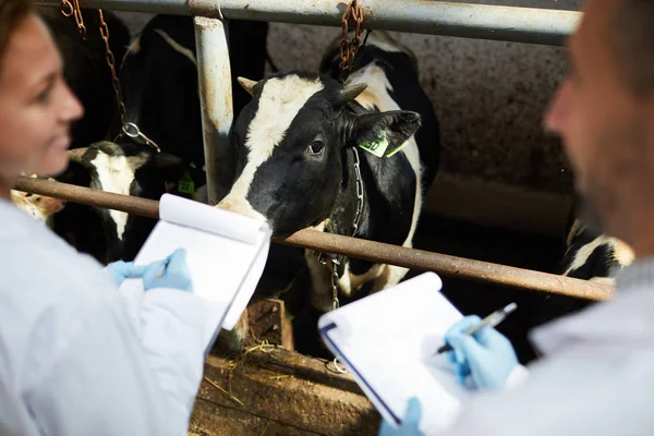 Schwarz Weiße Milchkuh Steht Stall Vor Zwei Jungen Berufsbauern Oder — Stockfoto