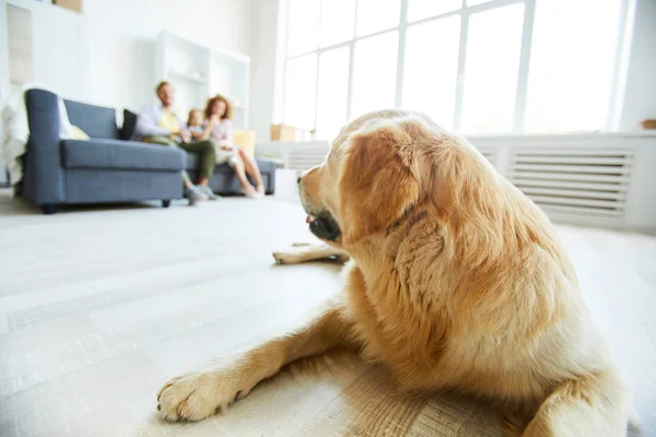 Young Fluffy Golden Labrador Lying Floor Looking Family Three Sitting — Stock Photo, Image