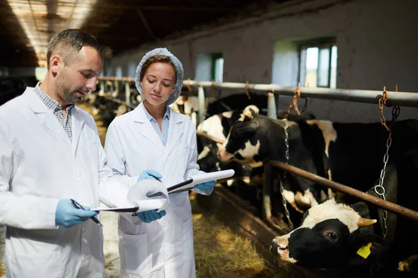 Dois Jovens Agricultores Whitecoats Discutindo Documentos Trabalho Por Cowshed — Fotografia de Stock