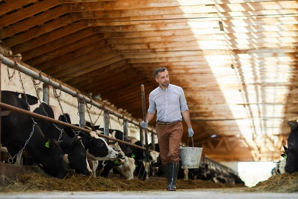 日当たりの良い牛小屋でカメラに向かって歩くバケツを持つ現代の農場労働者の完全な長さの肖像画 コピースペース — ストック写真