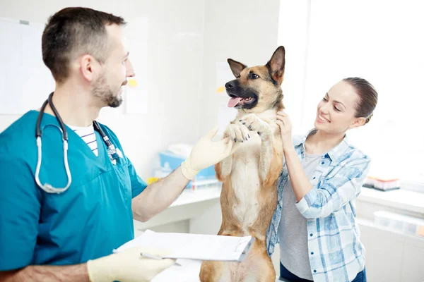 近くにその所有者とかわいい羊飼いの犬の足を取る幸せな獣医 — ストック写真