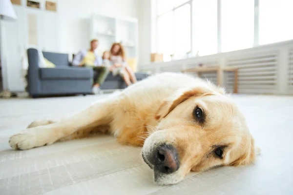 Tired Purebred Golden Retriever Lying Floor Living Room Relaxed Family — Stock Photo, Image