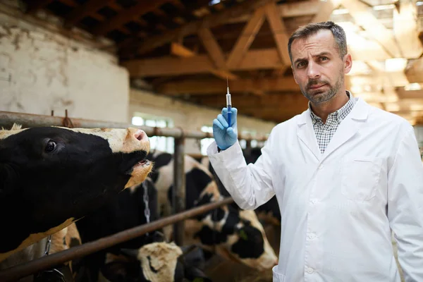 Taille Nach Oben Porträt Eines Reifen Tierarztes Hält Spritze Bereit — Stockfoto